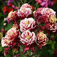 Аквілегія Winky Double Red and White (сажниці)