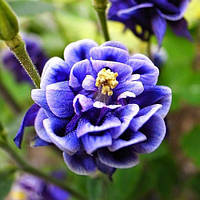 Аквілегія Winky Double Blue and White (сажінці)