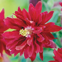 Аквілегія Double Red (сажінці)