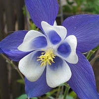 Аквілегія Blue Star (садженці)