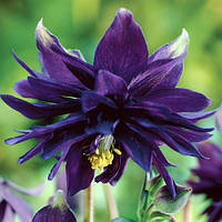 Аквілегія Double Purple (садженці)