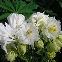 Аквілегія Winky Double White and White (сажінці)
