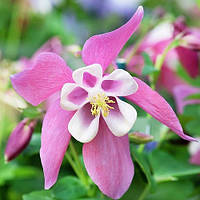 Аквілегія Spring Magic Rose and White (сажниці)