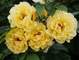 Плетисті троянди