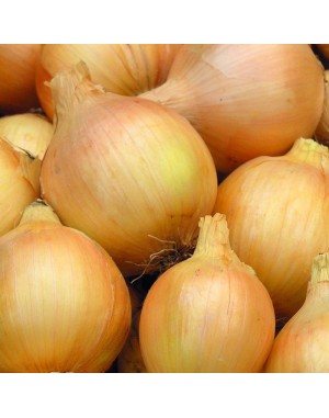 Лук совок Купідо 10/21 TOP Onions (Голандія) — 1 кг