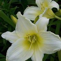 Лілейник Ice Carnival (саджанці)