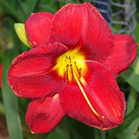 Лілейник James Marsh (сажіанці)