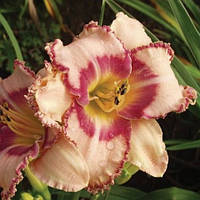 Лілейник New Quest (сажники)