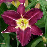 Лілейник Violet Hour (сажі)