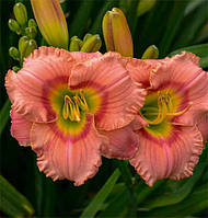 Лілейник Elegant Candy (сажники)