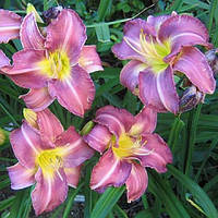 Лілейник Chicago Jewel (сажники)