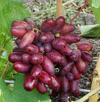 Виноград Родзинка (Однорічний, ЗКС)