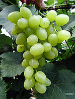 Вегетуючі саджанці винограду