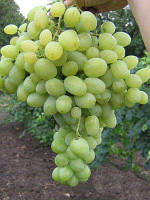 Кишмишные сорти винограду