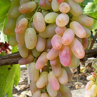 Виноград Пам'яті Смольникова (Однорічний, ВКБ)