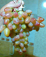 Виноград Пам'яті Смольника (Однорічний, ОКС)