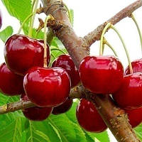 Черешня Дар Млієва (Однорічний, ВКБ)