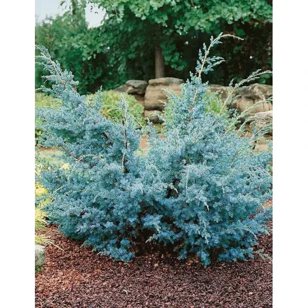 Ялівець китайський Блю Альпс (10-15 см, ЗКС), фото 1