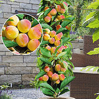 Абрикос Принц Березень. Колоновидна (Однорічний, ВКБ)
