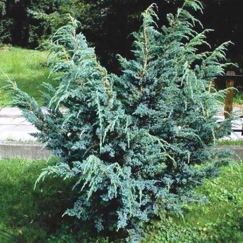 Ялівець китайський Блю Альпс (90-100 см, ЗКС), фото 1