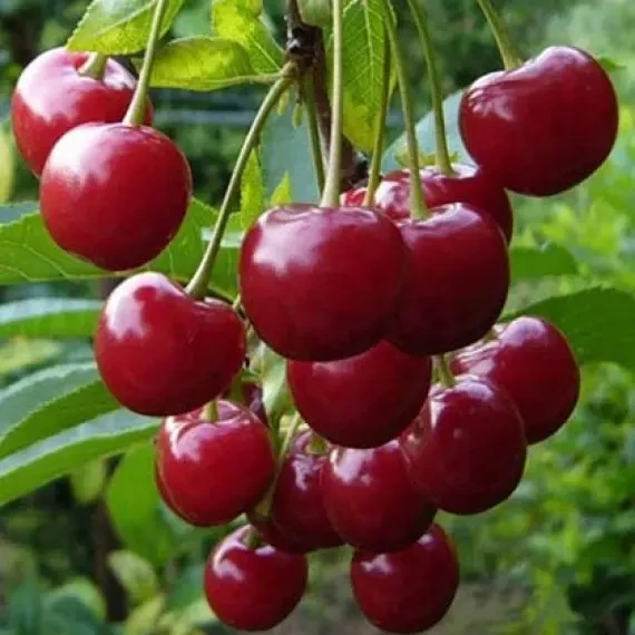 Вишня колоновидна Ашинский гібрид (Однорічний, ВКБ), фото 1