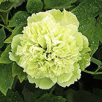 Півонія Pea Green Dou Lu деревоподібний (сажінки)