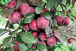 Алича Рясна (Однорічний, ВКБ)