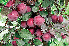 Саджанці аличі