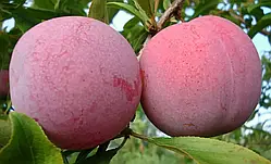 Алича Оцарк Прем'єр (Однорічний, ВКБ)