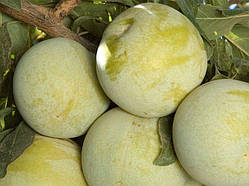 Алича Флавор Квін (Дворічний, ВКБ)