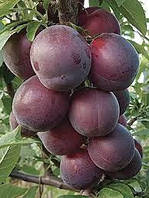 Алича Глобус (Однорічний, ОКС)