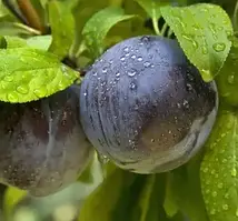 Алича Блек Голд (Однорічний, ВКБ)