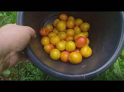 Алича Рум'яна зоря (Однорічний, ОКС)