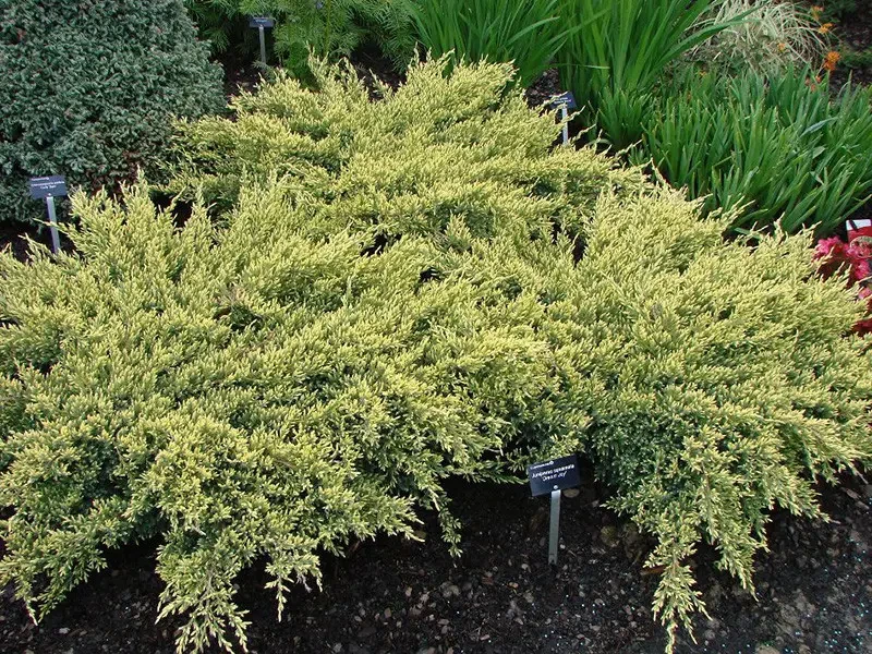 Ялівець лускатий Дрім Джой (8-10 см, ЗКС), фото 1