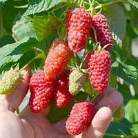 Малина Ісполін (ОКС)