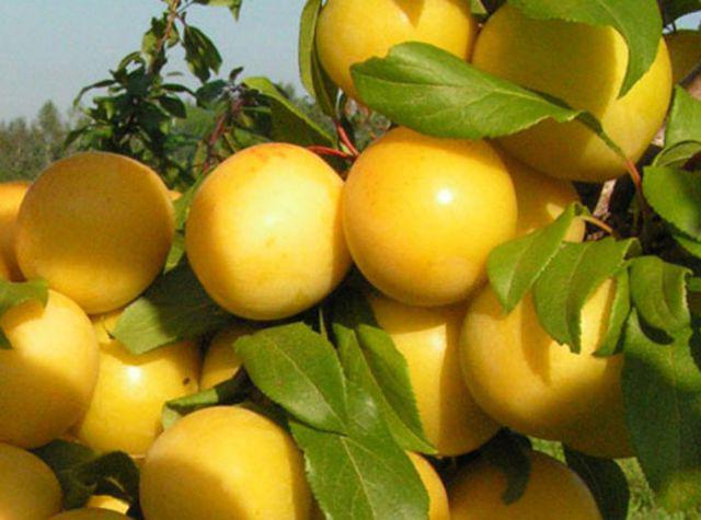 Алича Рум'яна Зорька (Однорічний, ВКБ), фото 1