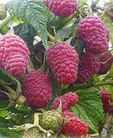 Малина Бузковий туман (ОКС)