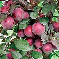 Алича Лихни (Однорічний, ОКС)