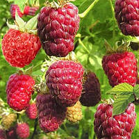 Малина Богатир (однорічний, ВКБ)