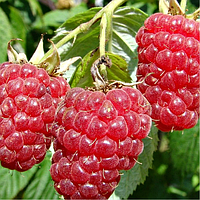 Малина Зюгана (Однорічний, ВКБ)