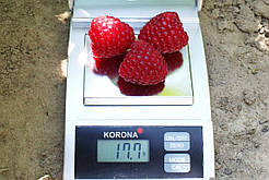 Малина Химбо Топ (Однорічний, ВКБ)