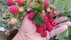 Малина Миравилла (однорічний, ВКБ)