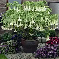 Бругмансія Monster White Suaveolens (однорічні, зкс)