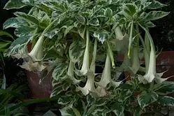 Бругмансія KATRIN BONTE