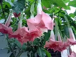 Бругмансія рожева махрова (однорічні, зкс)