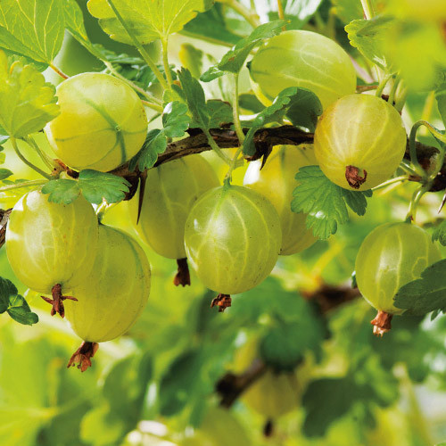 Крижівник Мукуринес (Однорічний, ОКС), фото 1