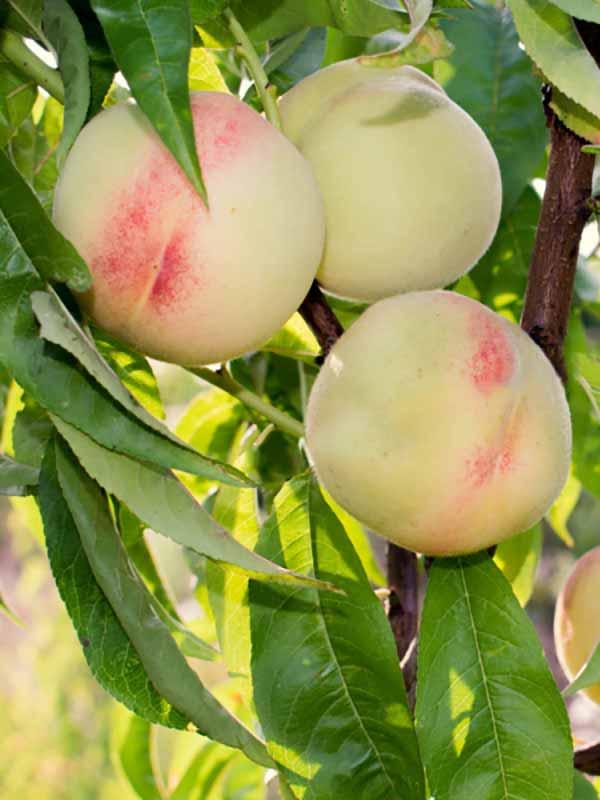 Персик Білий Лебедєва (Однорічний, ОКС), фото 1