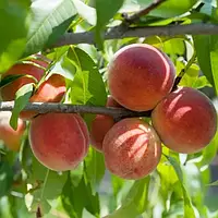 Персик Йорлі Ред (Однорічний, ОКС)