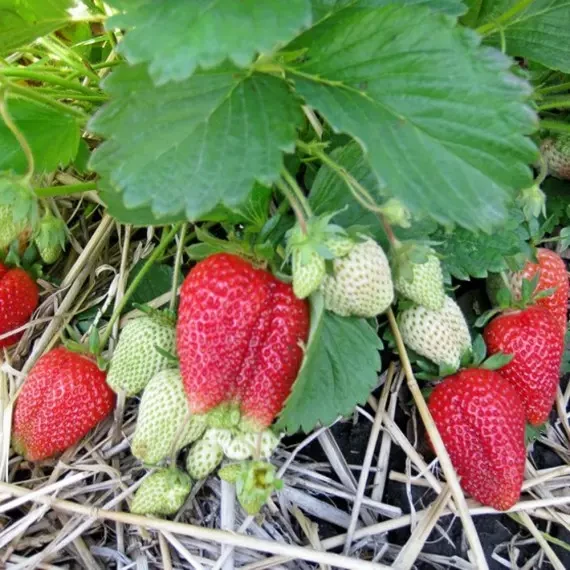 Полуниця Сірія (ОКС), фото 1