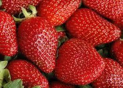 Полуниця Альба (ОКС)